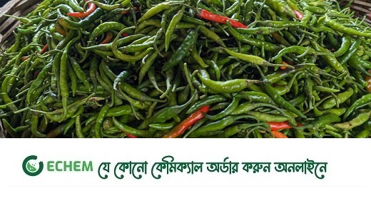 বাজারে আমদানি করা কাঁচা মরিচ: দাম নেমেছে আড়াইশতে