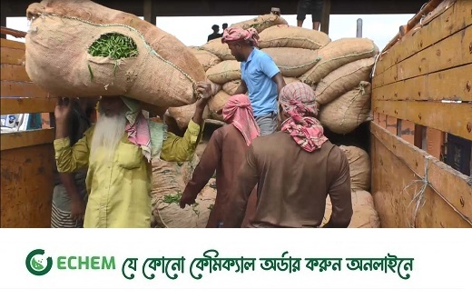 সাতক্ষীরায় ঝাজ কমতে শুরু করেছে কাঁচা মরিচের