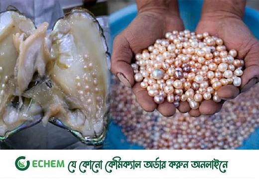 মাছের পুকুরে মুক্তা চাষ: আগ্রহী হচ্ছেন স্থানীয় যুবকরাও