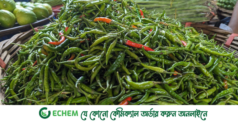 আরও বেড়েছে কাঁচা মরিচের দাম