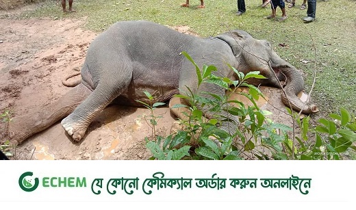 রামু খুনিয়াপালং এ বন্য হাতির মৃত্যু