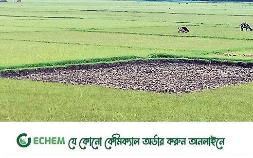 মৌসুমি বৃষ্টির অভাবে সাতক্ষীরায় ব্যাহত হচ্ছে আমন চাষ
