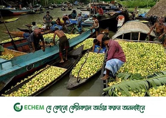 ডিঙি নৌকায় পর্যটকরা ঘুরছেন, ভেসে ভেসে কিনছেন পেয়ারা