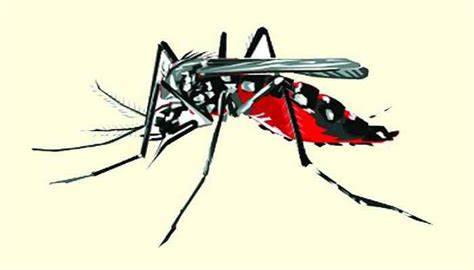 ডেঙ্গুতে ভয়ঙ্কর আগস্ট