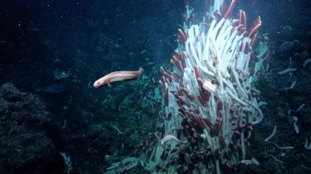 গভীর সমুদ্রে নতুন বাস্তুসংস্থানের সন্ধান পেলেন বিজ্ঞানীরা