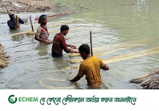 পাটের আঁশ ছাড়ানো: ব্যস্ত সময় পার করছে চাষিরা