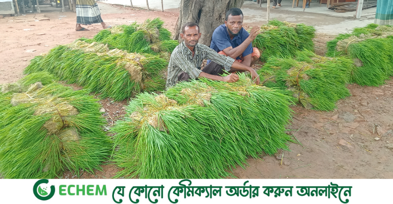 ফরিদপুরে আমন ধানের চারা সংগ্রহে ব্যস্ত সময় পার করছেন চাষিরা