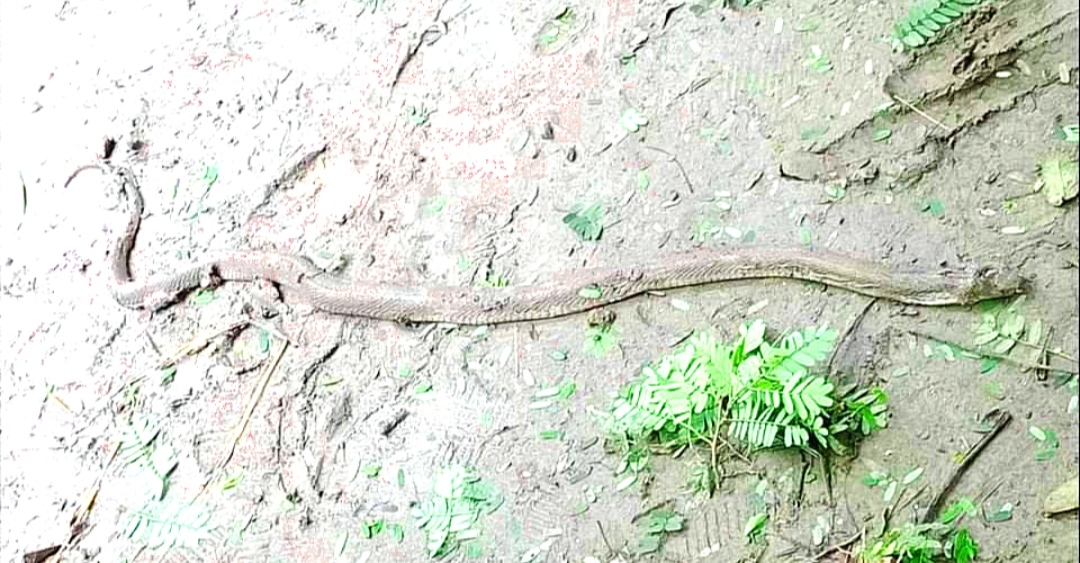 ফরিদপুরে সাপের কামড়ে তিন জনের মৃত্যু