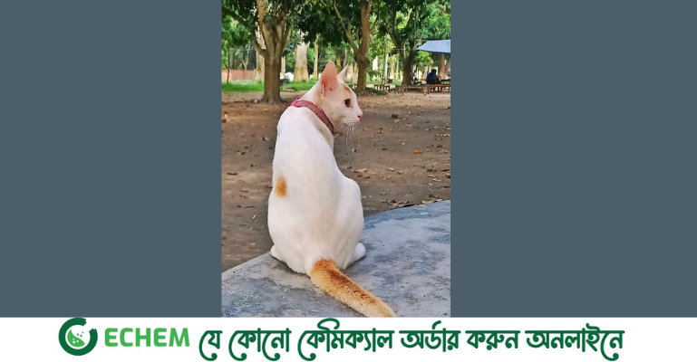 বিড়ালকে খুঁজে পেতে ক্যাম্পাসে হারানো বিজ্ঞপ্তি দিয়েছেন রাবি শিক্ষার্থী