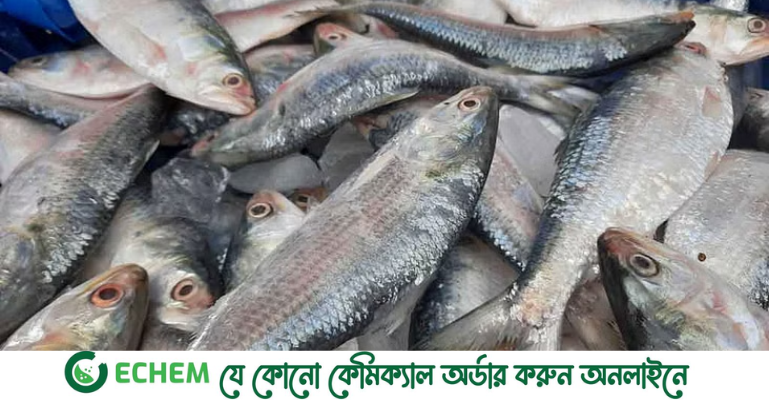 ভরা মৌসুমেও ইলিশের দাম চড়া