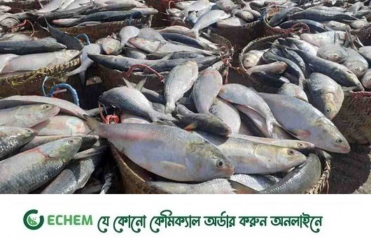 চাঁদপুর মৎস্যঘাটে সাগরের ইলিশ, দাম চড়া