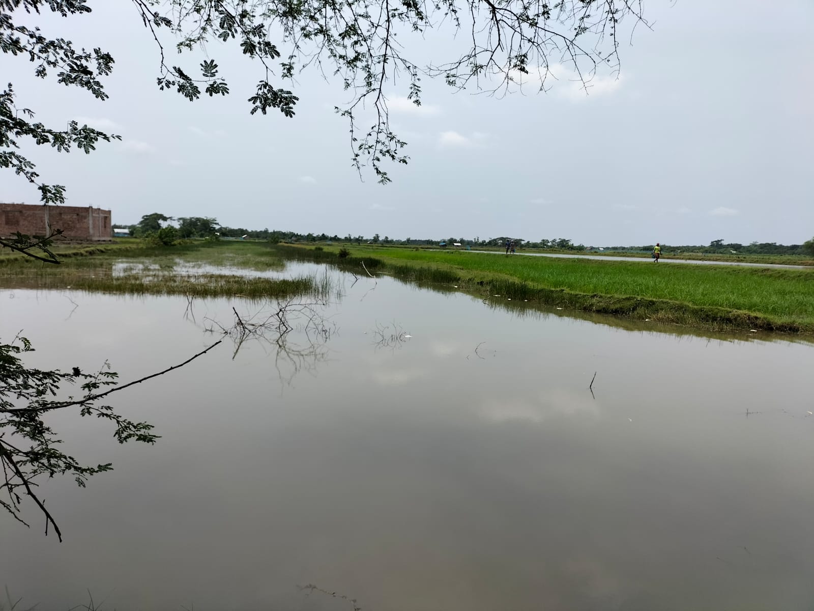 জিউধরায় মৎস্য ঘেরে বিষ প্রয়োগ. ৫ লাখ টাকার ক্ষতি
