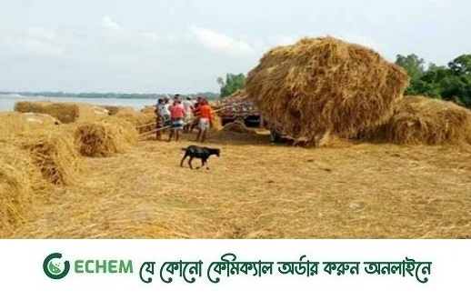 ফুলগাজীতে খড়ের গাদায় চাপা পড়ে ৩ শিশু-নারীর মৃত্যু