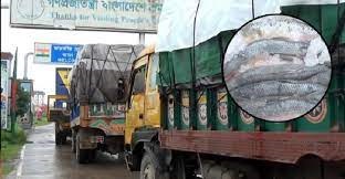 প্রথম চালানে ১২ ট্রাক ইলিশ, বাকি ইলিশ আগামী ৪১ দিনের মধ্যে