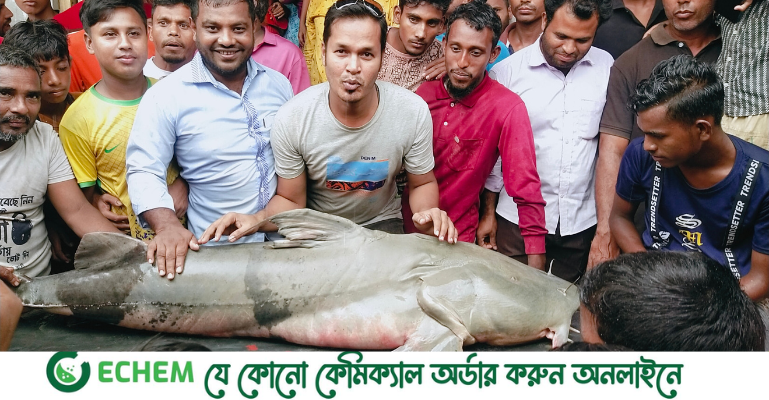 তিস্তায় জেলের হাতে ৭২ কেজির বাঘাইর মাছ