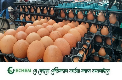 বৃষ্টিতে ডিমের সরবরাহ কম, ডজনে বাড়লো ১০ টাকা