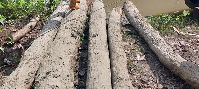 ইউপি সদস্যকে শোকজ মোরেলগঞ্জে সরকারি রাস্তার পাশের গাছ কর্তন