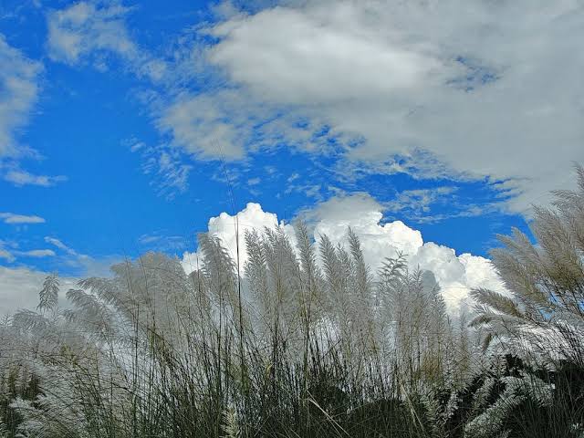 কাশফুলে প্রাণমুগ্ধ নোবিপ্রবি