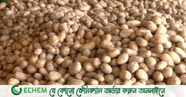 আলু আমদানির সিদ্ধান্ত নিল সরকার