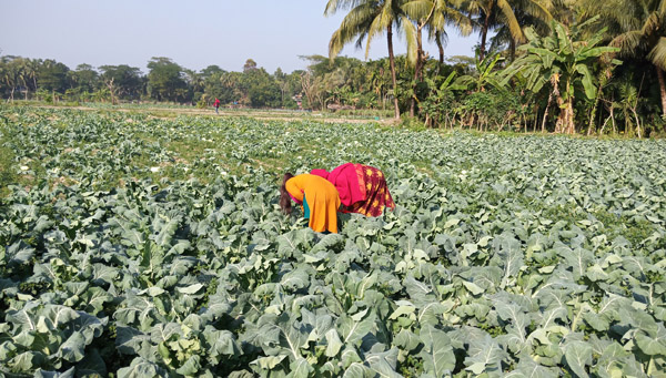 লক্ষ্মীপুরে শীতের শাক-সবজির বাম্পার ফলন