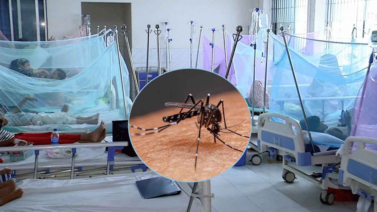 ডেঙ্গু নিয়ে আরও ১৫১২ জন হাসপাতালে