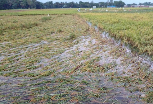 চৌদ্দগ্রামে কালভার্ট বন্ধ করে পানি প্রবাহে বাঁধা, ফসলের ব্যাপক ক্ষতি