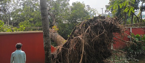 চৌদ্দগ্রামে সরকারি গাছ হেলে পড়ে অসহায় পরিবারের বসতঘরের ক্ষতি