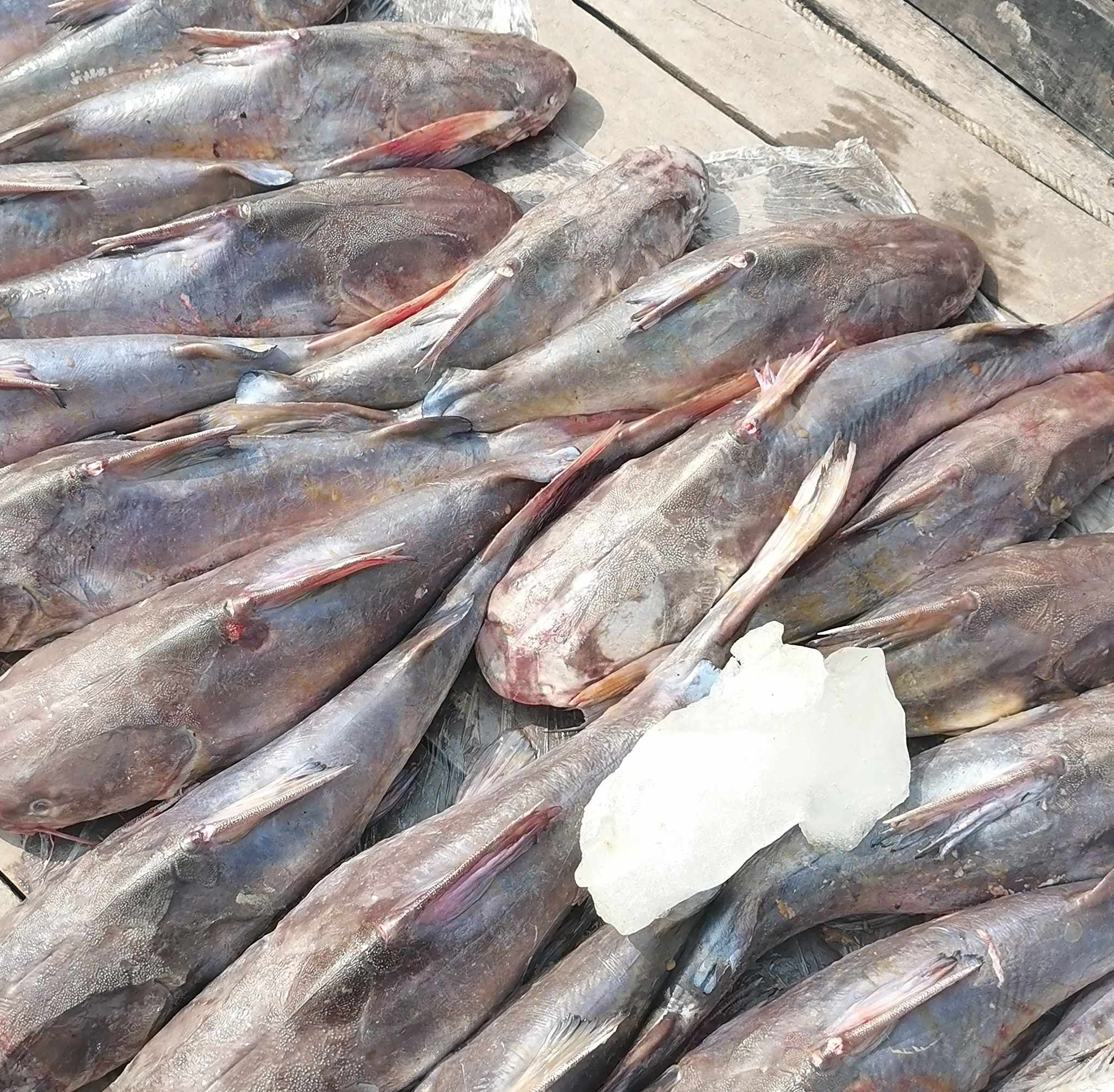 সুন্দরবনে জেলের জালে ধরা পড়লো লাখ টাকার মেদ মাছ