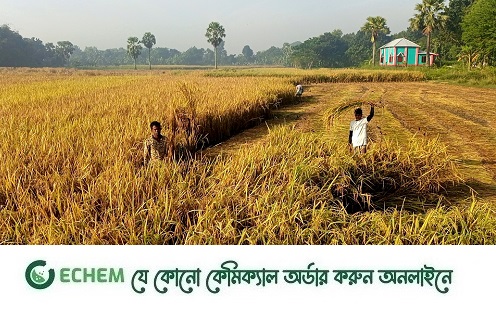 ফরিদপুরের সালথায় আমন ধানের বাম্পার ফলন