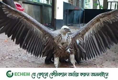 সীতাকুণ্ডে ৯ কেজি ওজনের একটি শকুন উদ্ধার