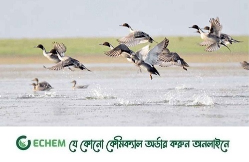 শীত–বসন্তে পাখির কলরবে মুখর থাকে জবই বিলের চারপাশ