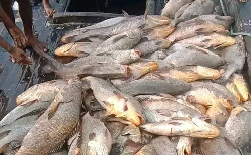 এক রাতেই কোটিপতি, ১৫৯টি কালো পোপা দাম হাঁকানো হয়েছে ২ কোটি