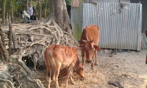 সীতাকুণ্ডে শীতলপুর ফরেস্ট অফিস এলাকায় গোয়ালঘরের তালা কেটে ৪টি গরু চুরি