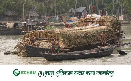 সুন্দরবনে গোলপাতা আহরণের মৌসুম শুরু, চলবে ৩১ মার্চ পর্যন্ত