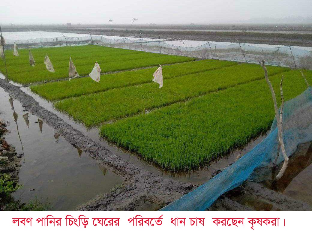 লবণ পানির আগ্রাসন থেকে মুক্তি চায় উপকূলবাসি, ফিরতে চায় কৃষিতে