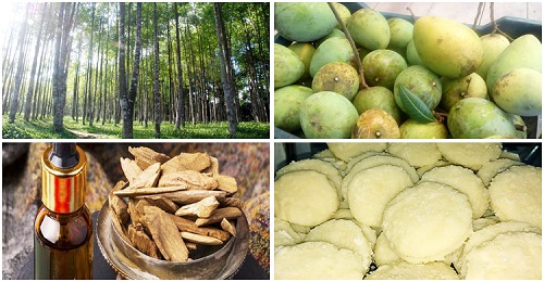 আরও চারটি পণ্যকে জিআই অনুমোদন