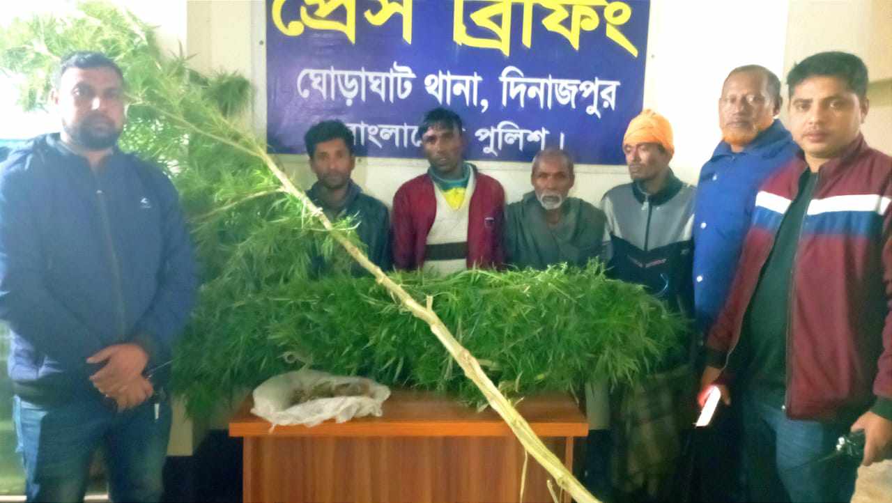 গাঁজা কেনার খরচ কমাতে ঘোড়াঘাটে বাড়িতেই চাষ, মালিকসহ গ্রেপ্তার ৪