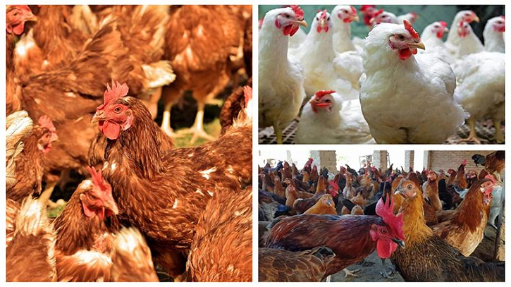 বাজারে উত্তাপ ছড়াচ্ছে মুরগির দাম