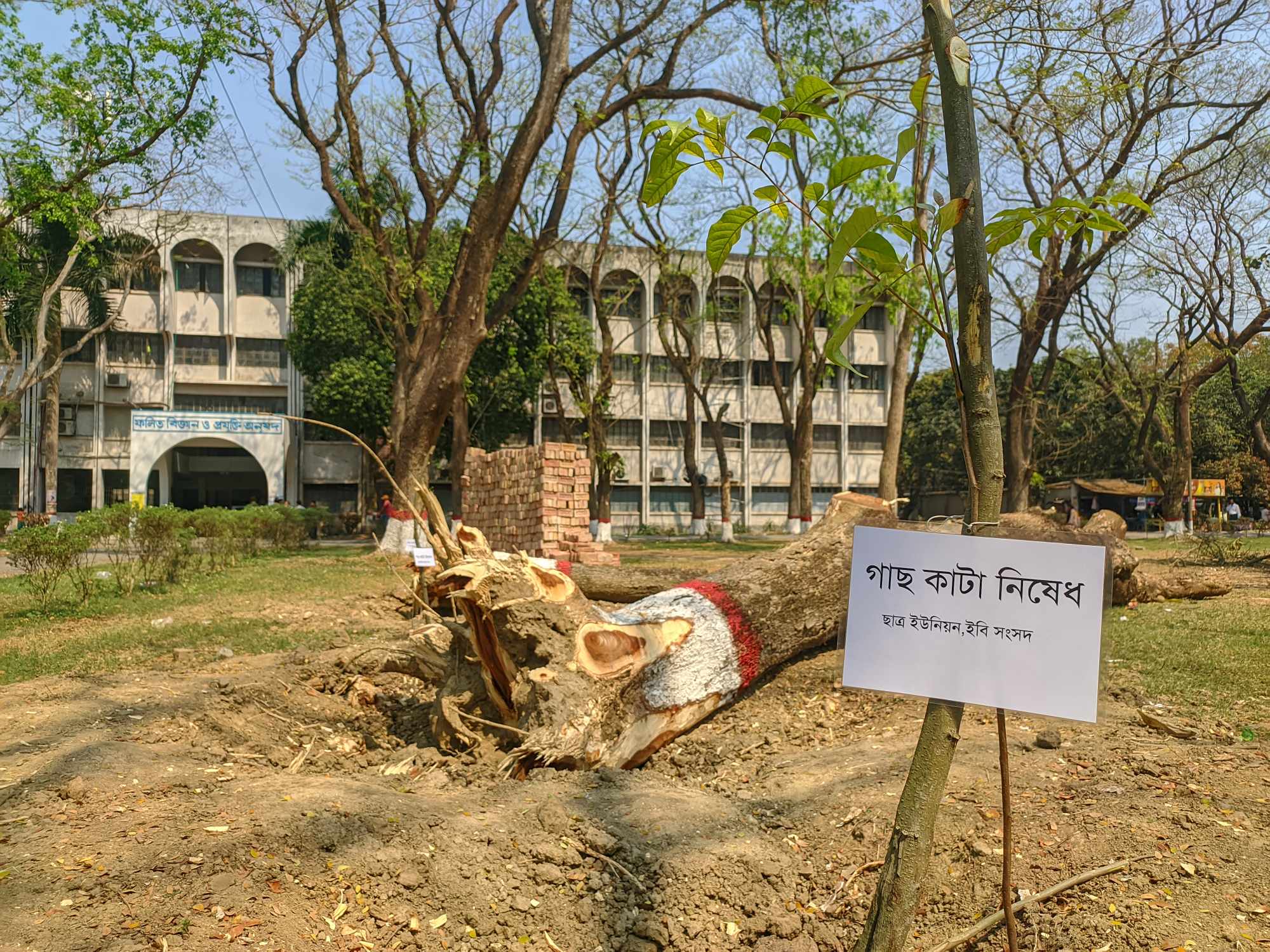 গাছ কাটলো প্রশাসন, পুনরায় চারা লাগালো ছাত্র ইউনিয়ন