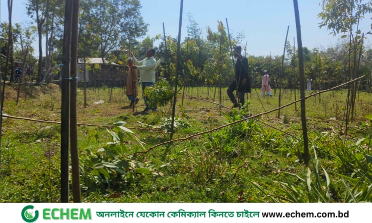শ্রীপুরে শিক্ষিকার তিন শতাধিক গাছ কাটলো দুর্বৃত্তরা