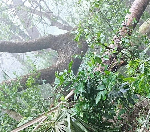 ফরিদপুরের আলফাডাঙ্গায় ঘূর্ণিঝড়ে লন্ডভন্ড ২২ টি গ্রাম