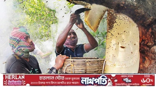 আজ শুরু হচ্ছে সুন্দরবনে মধু আহরণ, লক্ষ্যমাত্রা ৫০০ কুইন্টাল