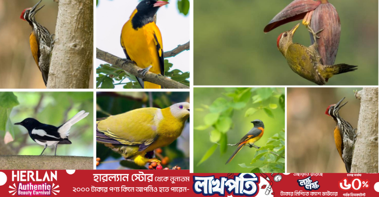 পাখিদের নিরাপদ আশ্রয় বেগম রোকেয়া বিশ্ববিদ্যালয় ক্যাম্পাস