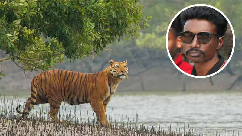 সুন্দরবনে বাঘের আক্রমণে এক মৌয়াল নিহত