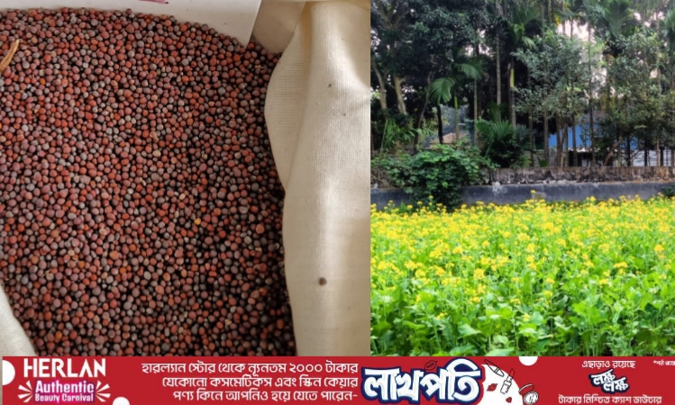 বাকৃবির উদ্ভাবন বাউ সরিষা-৯, ২৪ বিলিয়ন টাকার বাজার তৈরির সম্ভাবনা