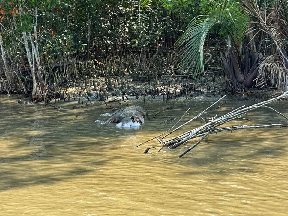 খালে ভাসছে বাঘের দেহ!