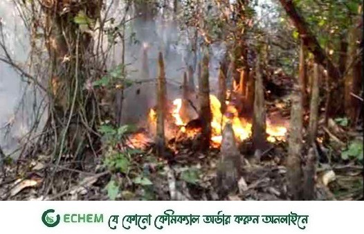 সুন্দরবনে আগুন এখনো জ্বলছে, ৩ সদস্যের তদন্ত কমিটি গঠন