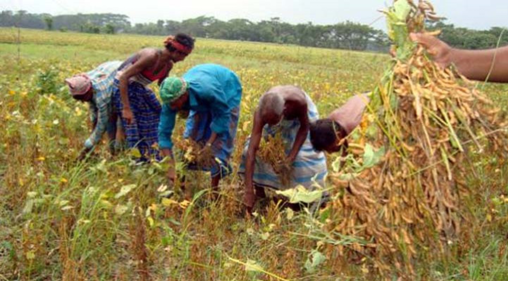 লক্ষ্মীপুরে সয়াবিন উৎপাদনে লক্ষ্যমাত্রা ছাড়িয়েছে, ৫০০ কোটি টাকা বিক্রির আশা