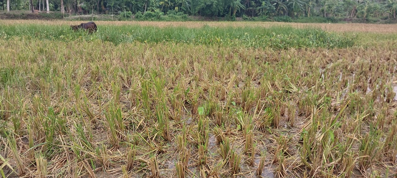 মোরেলগঞ্জে আওয়ামী লীগ নেতার ধান কেটে নিয়েছে দুর্বৃত্তরা