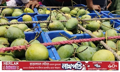 সাতক্ষীরায় আমে সয়লাব, দাম নিয়ে দুশ্চিন্তায় চাষিরা